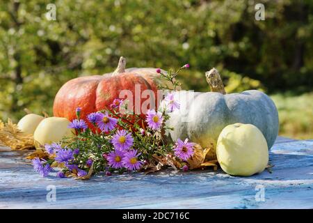 Automne encore la vie de citrouilles orange et bleu-gris, de feuilles de fougères sèches, de pommes mûres jaunes et de fleurs bleu-violet en plein soleil sur une table en bois à l'extérieur Banque D'Images