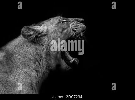 Portrait de lionés en colère sur fond noir. Banque D'Images