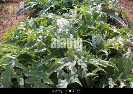 Un champ planté de gundelia domestique AKA Tumble Thistle (Gundelia tournefortii) utilisé dans la cuisine arabe comme une herbe et un légume. Pollen de TH Banque D'Images