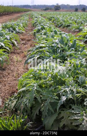 Un champ planté de gundelia domestique AKA Tumble Thistle (Gundelia tournefortii) utilisé dans la cuisine arabe comme une herbe et un légume. Pollen de TH Banque D'Images