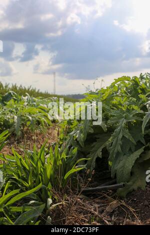 Un champ planté de gundelia domestique AKA Tumble Thistle (Gundelia tournefortii) utilisé dans la cuisine arabe comme une herbe et un légume. Pollen de TH Banque D'Images