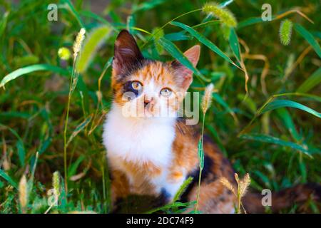 jeune chaton à pois rouges assis dans l'herbe verte, gros plan. Banque D'Images