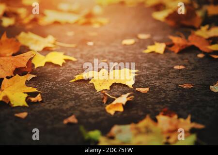 Les feuilles sèches jaunrées qui sont tombées des branches des arbres se trouvent sur l'asphalte pendant l'automne ensoleillé doré. Saison. Banque D'Images