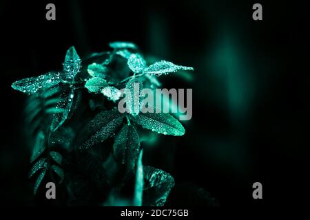 L'herbe sauvage du champ pousse dans l'obscurité de la nuit, et sur ses feuilles sont de grandes gouttes brillantes de rosée pure. Nuit d'été. Banque D'Images