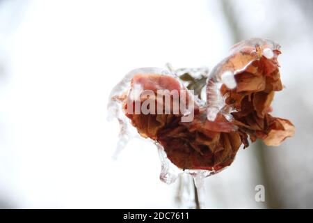 Roses congelées en hiver dans le parc Banque D'Images