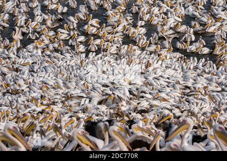 Grand troupeau de grands pélican blancs (Pelecanus onocrotalus) également connu sous le nom de pélican blanc de l'est, pélican rosy ou pélican blanc est un oiseau dans le pe Banque D'Images