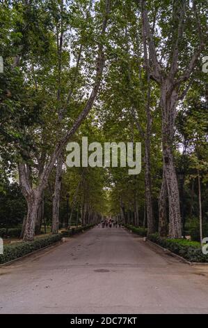 Belle longue ligne d'arbres dans le Parque de Maria Luisa Banque D'Images