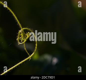 Premières feuilles vertes dans la belle lumière du soleil. Feuilles fraîches. Nature au printemps. Lumière du matin. Plante gros plan, macro photographie, plante isolée Banque D'Images