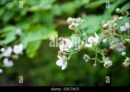 polliniser une abeille sur une fleur de blackberry à la recherche de nectar Banque D'Images