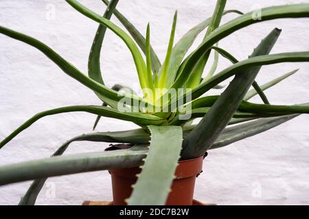 Une plante de Vera d'aloès de culture irrégulière dans une casserole brune devant un mur de brique plâtré blanc. Banque D'Images