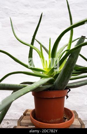 Une plante de Vera d'aloès de culture irrégulière dans une casserole brune devant un mur de brique plâtré blanc. Banque D'Images