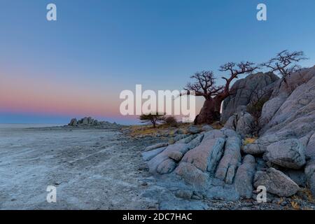 Baobab et rochers sur l'île de Kubu après le coucher du soleil Banque D'Images