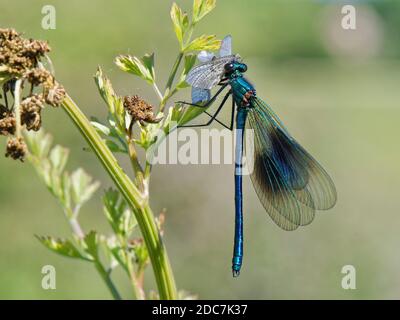 Bagués demoiselle damselfly (Calopteryx splendens) mâles mangeant une mouche verte drake (Ephemera danica) sur une usine de rive de rivière, Wiltshire, Royaume-Uni, mai. Banque D'Images