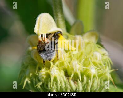 Bumblebee à queue de chamois (Bombus terrestris) visitant la fleur de sauge turque (Phlomis russeliana) dont les anthères ont été déclenchées pour s'abaisser sur son dos. Banque D'Images