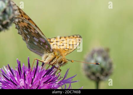 Dark green fritillary (Argynnis aglaja papillon) se nourrissent d'une grande fleur de centaurée (Centaurea scabiosa) dans une prairie prairie de craie, Wiltshire, Royaume-Uni Banque D'Images