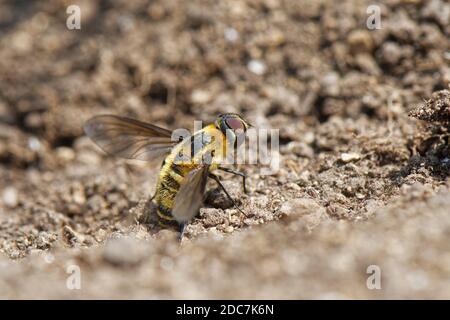 Descente villa abeille mouche (Villa cingulata) un livre de données rouge espèces frottant la pointe de son abdomen dans le sol meuble pour remplir sa chambre de sable et de pelage des oeufs. Banque D'Images