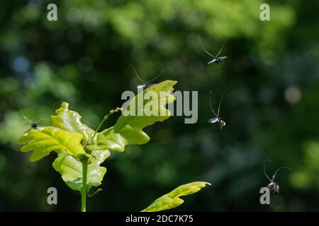 Vert fée longhorn Moth (Adela viridella = Adela reaumurella) Les hommes dansant dans un groupe de tribunal affichent un vol au-dessus de l'anglais Chêne (Quercus robur) tr Banque D'Images