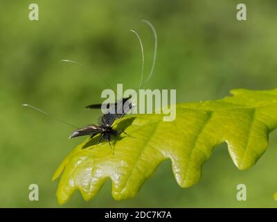 Deux papillons de fée verts (Adela viridella = Adela reaumurella) Mâles reposant sur le chêne anglais (Quercus robur) feuilles d'arbre entre les bouts de l'antenne d Banque D'Images