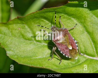 Insecte de protection de la chevelure / insecte de la sloe (Dolycoris baccarum) debout sur une feuille dans les bois, Bath et le nord-est de Somerset, Royaume-Uni, avril. Banque D'Images