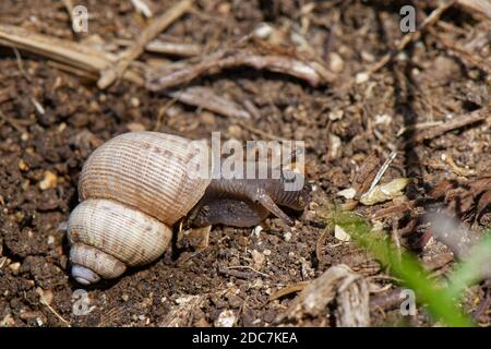Escargot de terre / escargot rond (Pomatias elegans), un escargot de terre avec un opercule, lié à des escargots marins, dans un pré de prairie à craie, Wiltshire Banque D'Images