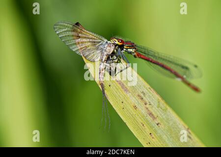 Grand ddamselfly rouge (Pyrhosoma nymphula) mâle mangeant un mayonnaise de drake vert (Ephemera danica) tête la première sur une rive de la rivière roseau, Wiltshire, Royaume-Uni, mai. Banque D'Images