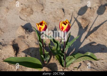 Tulpen dans Nordrhein Westfalen, Allemagne Banque D'Images