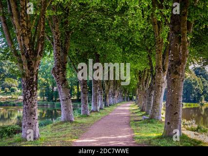 Avenue d'arbres près d'un lac au Haut-Corlay en Bretagne occidentale en France. Banque D'Images