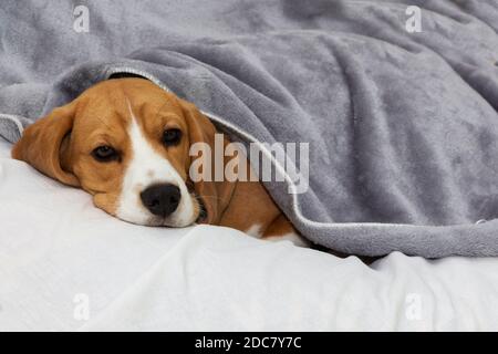 Le chien Beagle est recouvert d'une couverture et s'endorme. Chien fatigué ou malade sous des couvertures dans le lit Banque D'Images