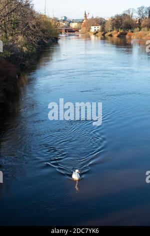Glasgow, Écosse, Royaume-Uni. 19 novembre 2020. Météo Royaume-Uni. Un cygne muet sur le fleuve Clyde. Credit: SKULLY/Alay Live News Banque D'Images