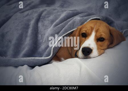 Le chien Beagle est recouvert d'une couverture et s'endorme. Chien fatigué ou malade sous des couvertures dans le lit Banque D'Images