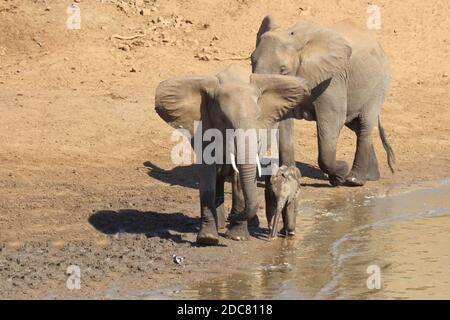 Afrikanischer Elefant / / de l'eléphant d'Afrique Loxodonta africana Banque D'Images