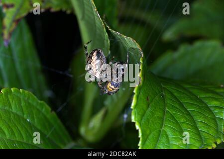 Une photo macro de deux abeilles a atterri sur un énorme feuille verte avec toile d'araignée Banque D'Images