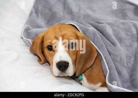 Le chien Beagle est recouvert d'une couverture et s'endorme. Chien fatigué ou malade sous des couvertures dans le lit Banque D'Images