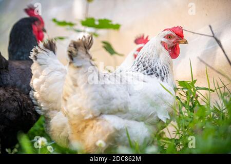 Poules de jardin errant dans la cour, Fallston, MD Banque D'Images