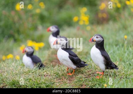 Des macareux de l'Atlantique (Fratercula arctica) au sommet d'une falaise de mer dans une colonie d'oiseaux de mer en été, Islande Banque D'Images