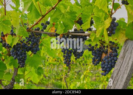 Gros plan de raisins noirs sur vignes dans le vignoble, Dorking, Surrey, Angleterre Banque D'Images