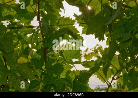 Gros plan de feuilles sur les vignes dans le vignoble, Dorking, Surrey, Angleterre Banque D'Images