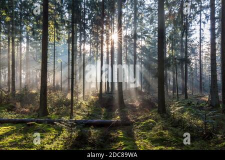 Troncs de pins et poutres de soleil / rayons de soleil qui brillent à travers brumeux forêt de conifères en automne Banque D'Images