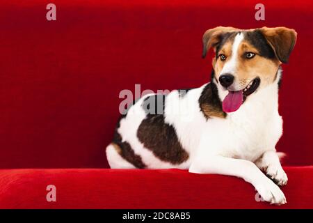 Portrait de chien Jack Russell Terrier sur canapé rouge Banque D'Images