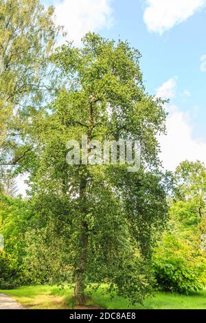 Chêne solitaire, Quercus robur Cristata, croissant en été dans le parc sur fond bleu ciel en été Banque D'Images