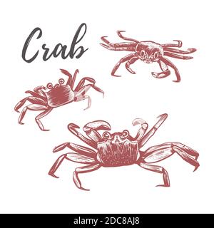 Illustration du vecteur crabe. Dessin main en crabe Illustration de Vecteur