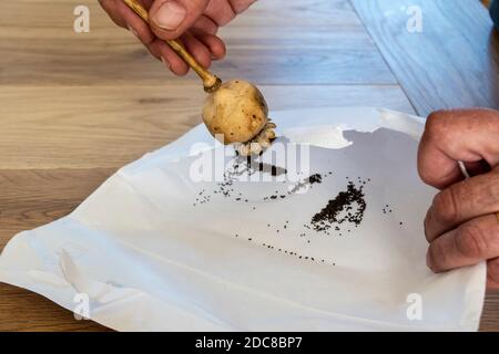 Femme collectant les graines séchées d'une tête de coquelicot en les secouant dans une enveloppe. Banque D'Images