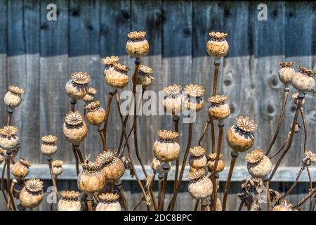 Têtes de semis séchées de pavot à opium, Papaver somniferum, contre une clôture de jardin en bois. Banque D'Images