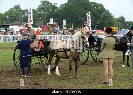 Juger les cours de pilotage de chevaux et de calèche dans le comté de Staffordshire Afficher Banque D'Images