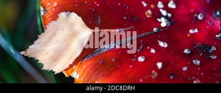 Fly agaric rouge vif capuchon champignon avec des points blancs et feuille de bouleau jaune sur le fond de la bannière web macro de l'automne avec mise au point sélective Banque D'Images