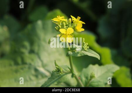 Fleur de moutarde (Brassica) en gros plan dans un champ de moutarde Banque D'Images