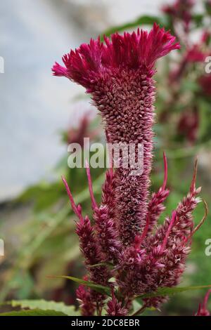 Gros plan de celosia cristata Rose, fleur de velours dans un jardin Banque D'Images