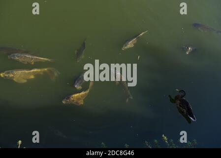 Canard flottant sur l'eau au-dessus du poisson Banque D'Images