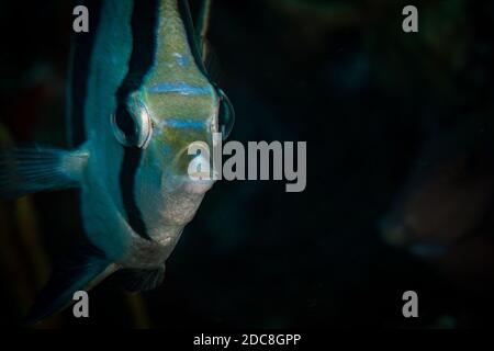 Gros plan sur les récifs au large de St Martin, dans les Caraïbes néerlandaises Banque D'Images