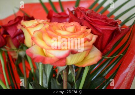 Bouquet de fleurs - une composition de roses multicolores. Arrière-plan de la carte postale. Banque D'Images